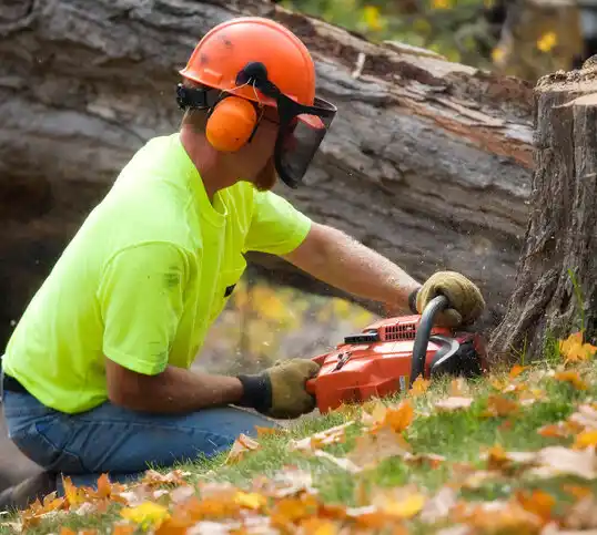 tree services Parma Heights